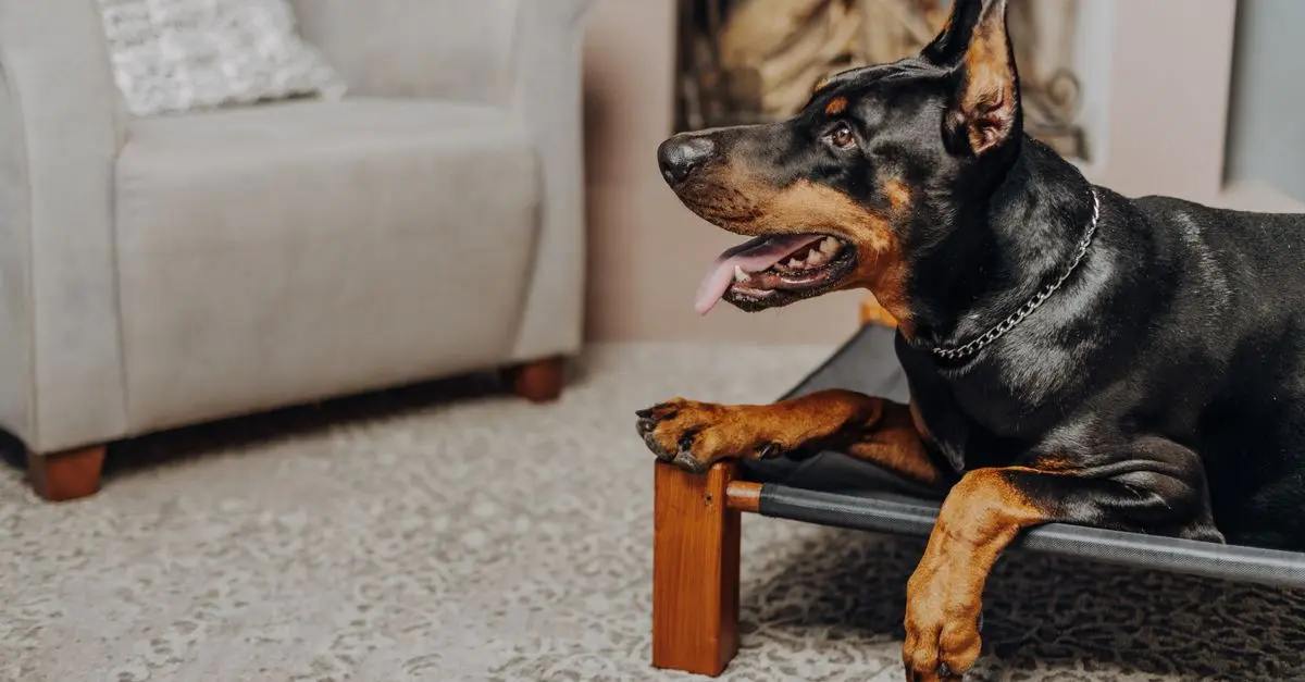Comment gérer l'anxiété chez un animal âgé : 7 conseils clés