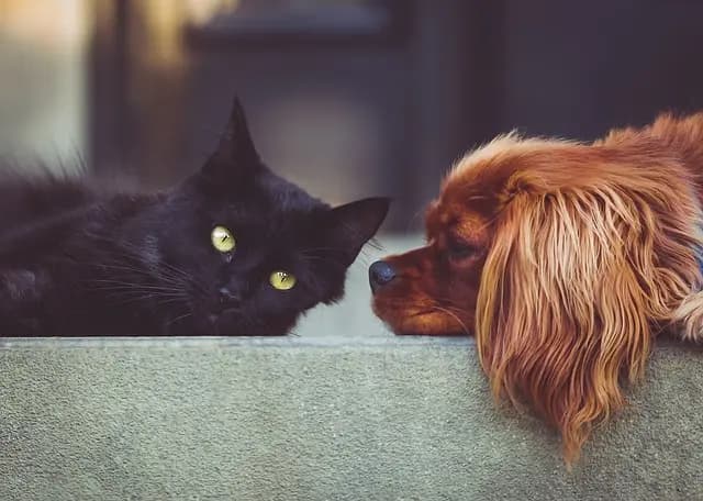 Les 10 aliments à privilégier pour le bien-être des animaux âgés