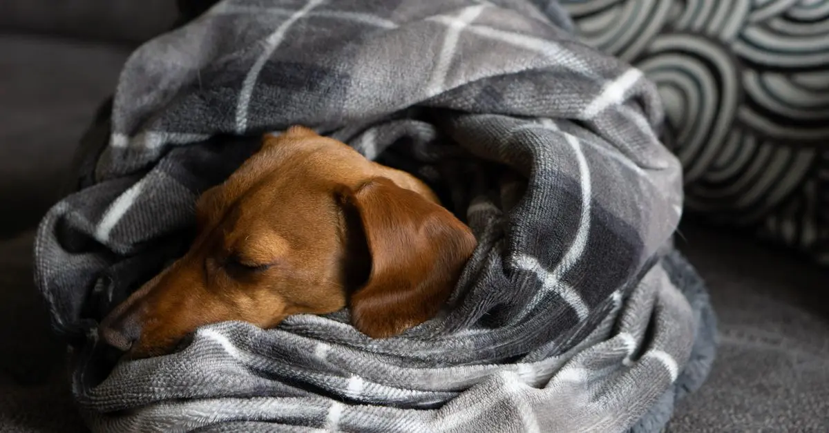 Comment reconnaître les besoins de votre animal vieillissant