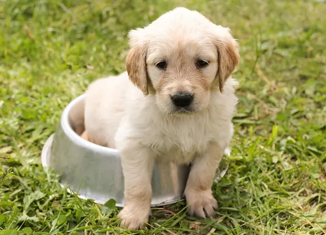 Pourquoi l'hydratation est essentielle pour les animaux âgés
