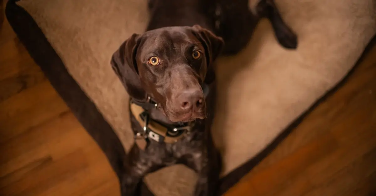 10 conseils pour améliorer la qualité de vie de votre animal vieux
