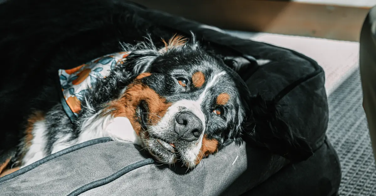 10 conseils pour améliorer le bien-être des animaux vieillissants
