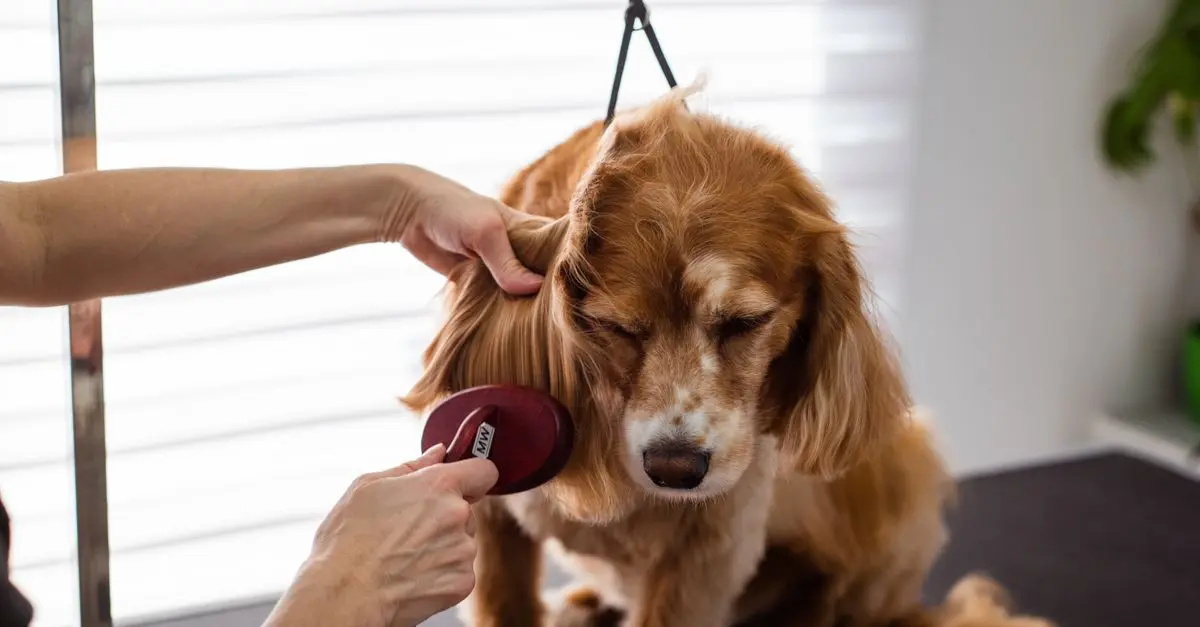 10 conseils pratiques pour améliorer le bien-être des animaux âgés