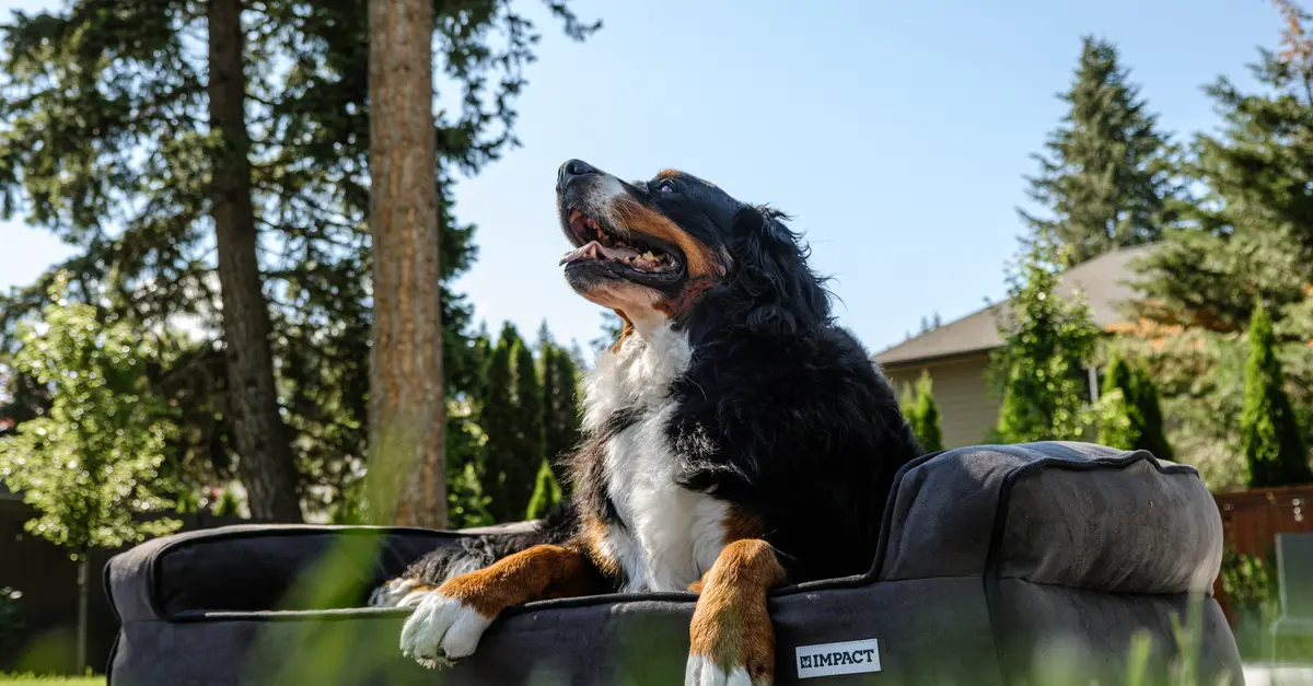 Les meilleures pratiques pour le bien-être des animaux âgés