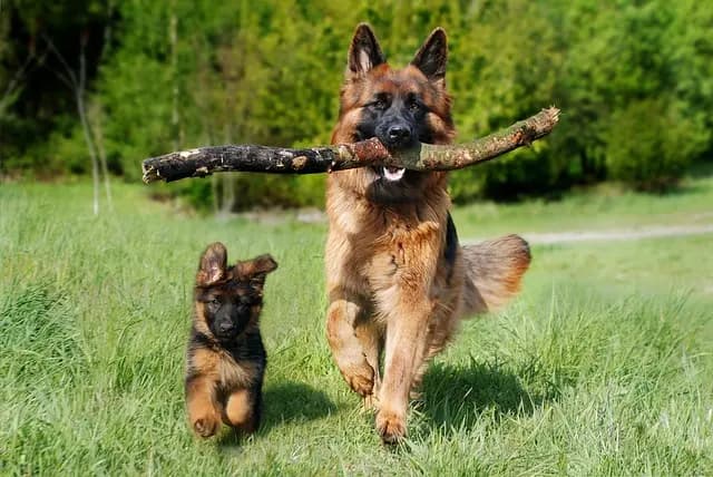 Comment renforcer l'immunité des animaux âgés : 5 conseils clés