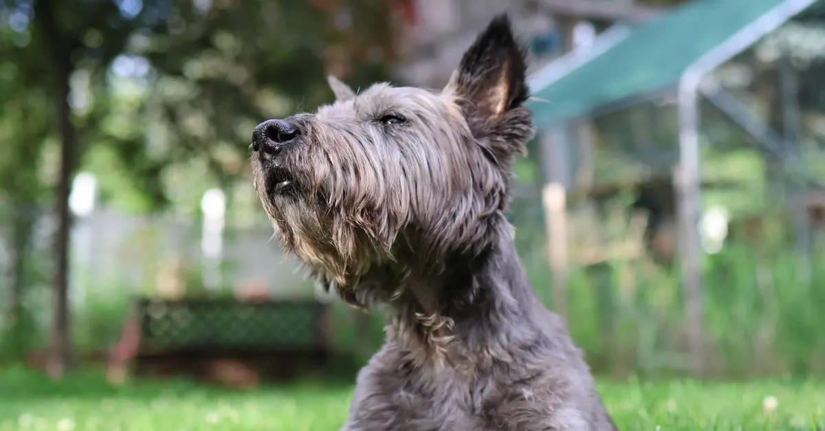 10 astuces pour améliorer la qualité de vie de votre animal âgé