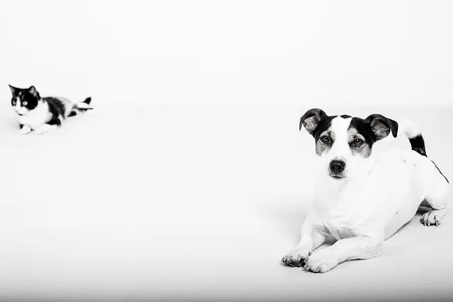 Comment améliorer la qualité de vie de votre animal âgé