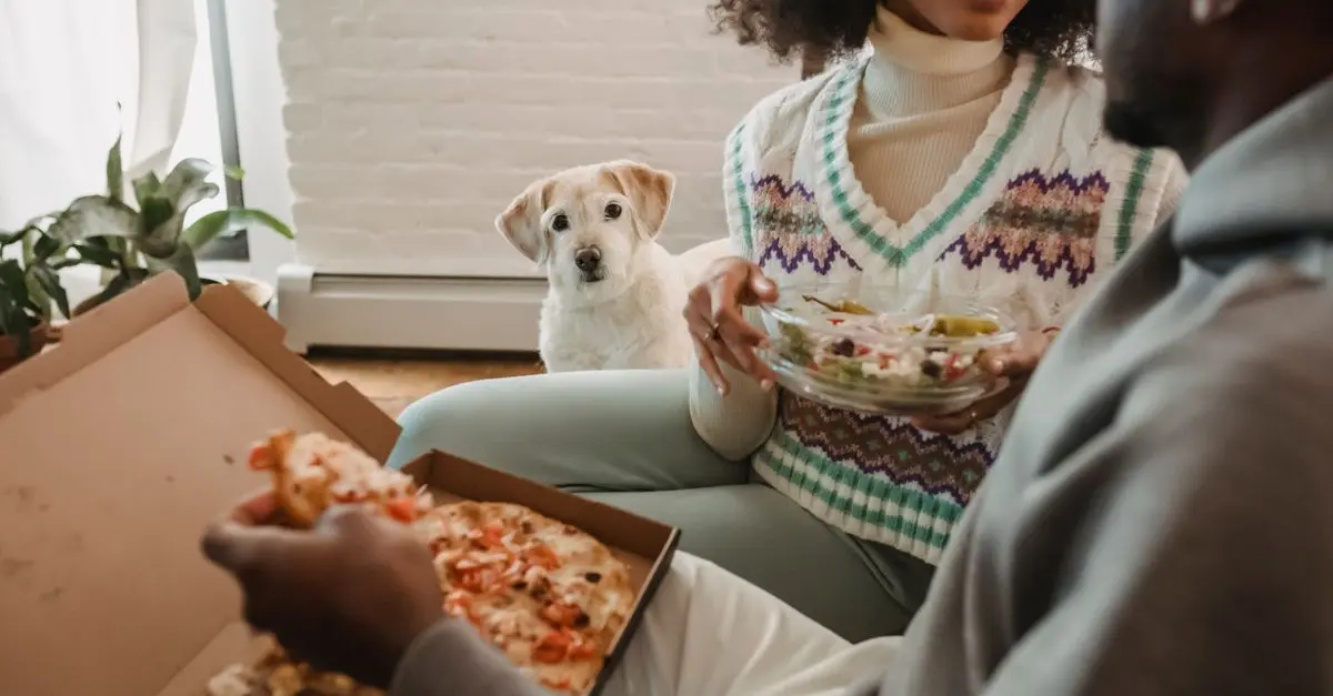 Comment créer un régime alimentaire optimal pour votre animal âgé