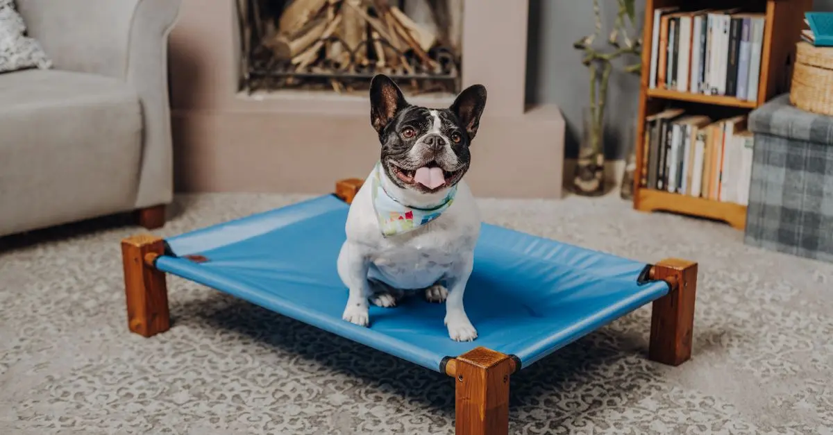 Comment choisir le meilleur lit pour votre animal senior