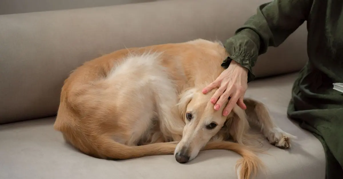 10 conseils pour garantir le bien-être de votre animal vieux