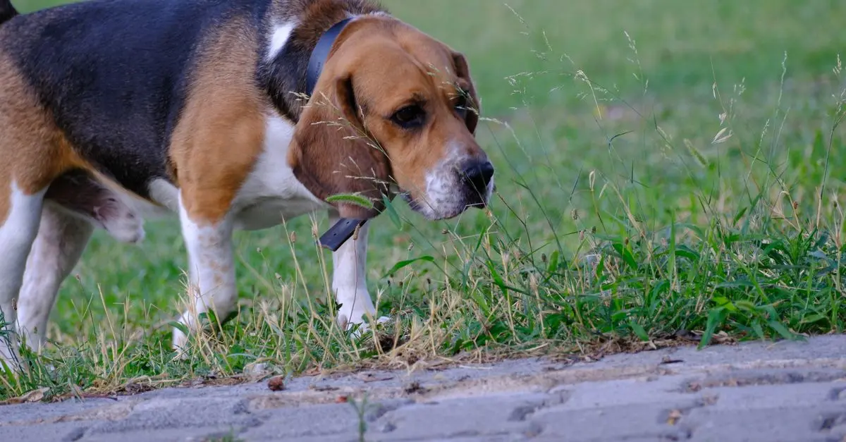Les bienfaits du parcours sensoriel pour les animaux âgés