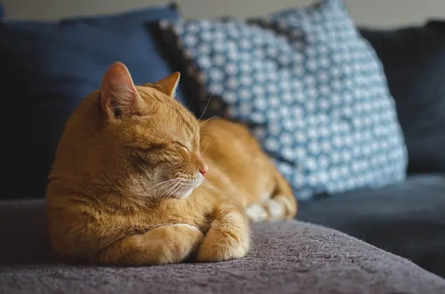 Comment stimuler l'appétit de votre animal âgé : 7 conseils pratiques