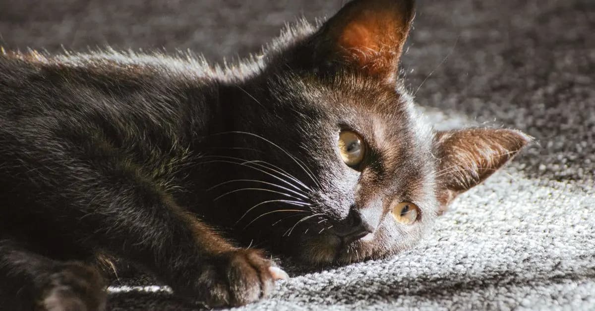 Comment gérer l'anxiété chez les animaux âgés
