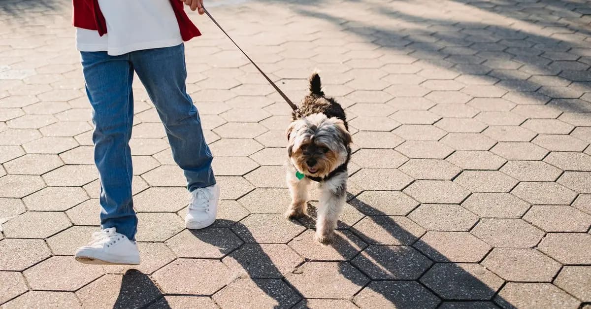 Améliorer la mobilité de votre animal vieillissant : 5 conseils clés