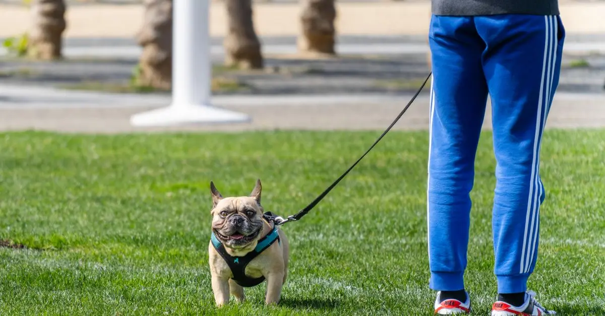 Les activités douces pour le bien-être des animaux vieillissants