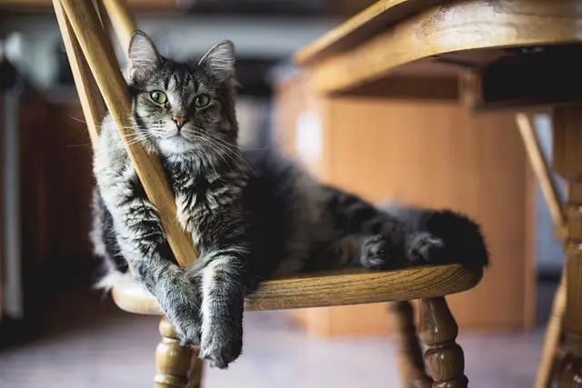 10 conseils pour adapter l'alimentation de votre animal âgé