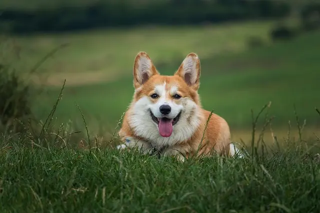 7 Conseils pour Améliorer la Qualité de Vie de Votre Animal Âgé