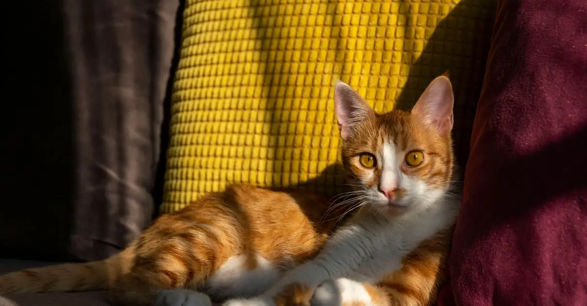 Comment améliorer la qualité de vie des animaux âgés : 10 conseils essentiels