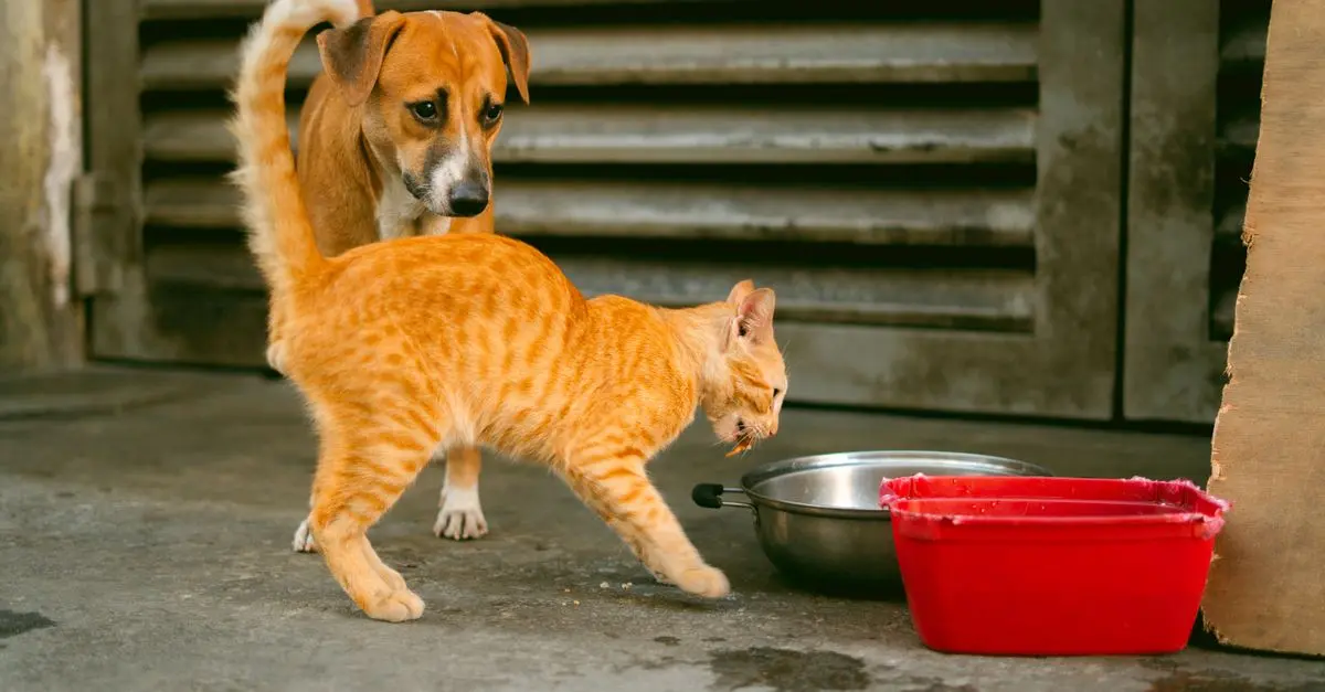 10 aliments bénéfiques pour le bien-être des animaux âgés