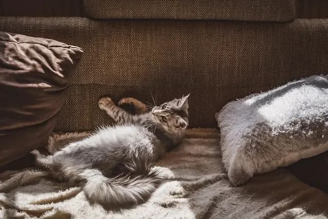 Comment améliorer le bien-être des animaux âgés à la maison