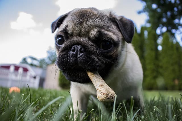 Comment choisir une alimentation adaptée pour votre animal âgé
