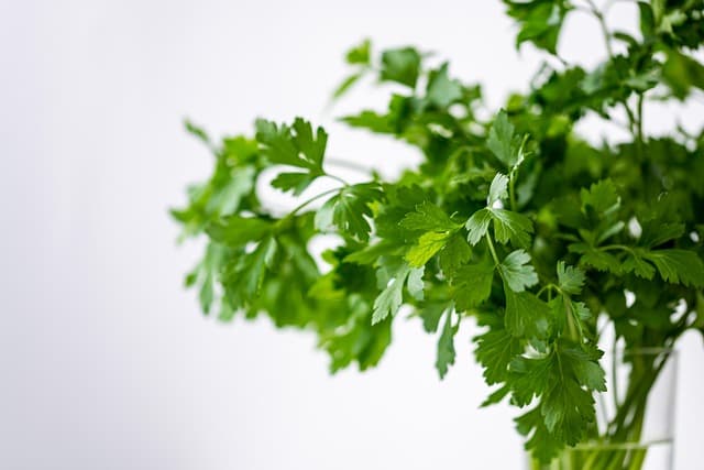 Comment choisir les meilleures herbes pour le bien-être des animaux vieux