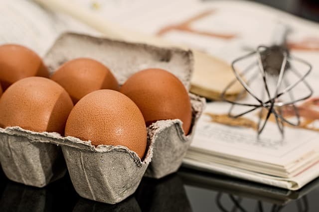 Comment choisir l'alimentation idéale pour un animal vieillissant