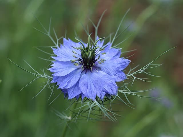 Comment choisir les meilleures herbes pour le bien-être des animaux vieux