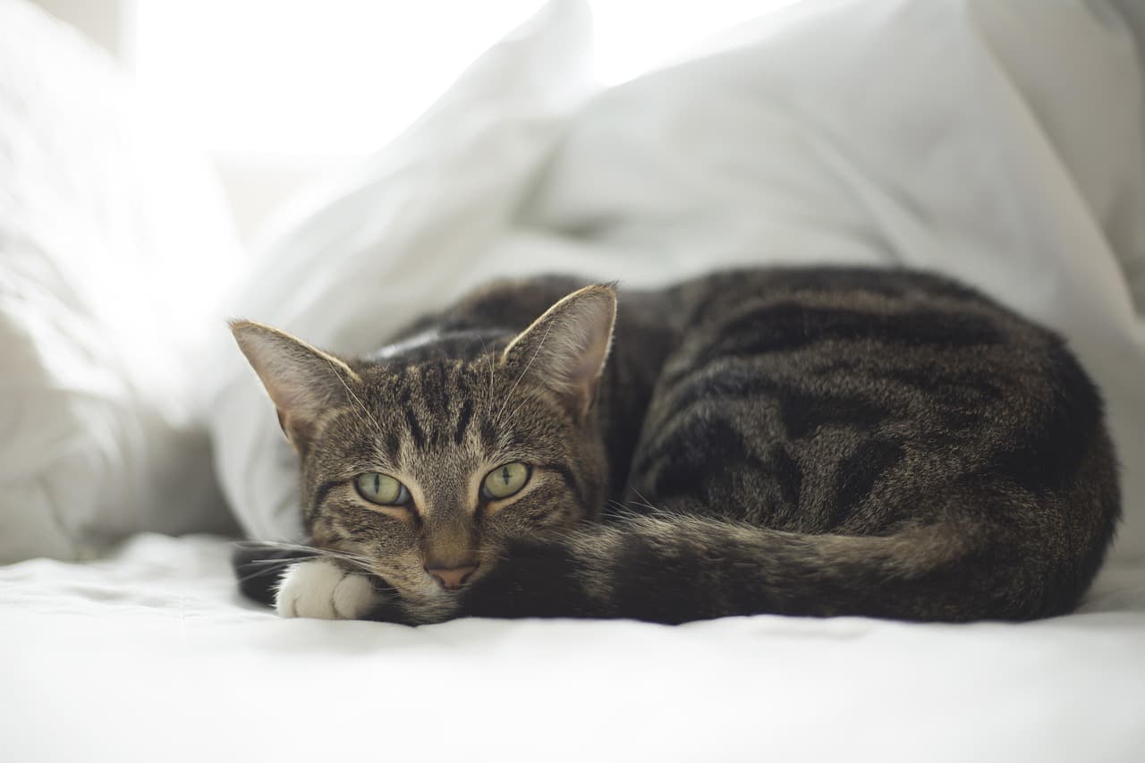 Comment aménager un espace apaisant pour un animal âgé