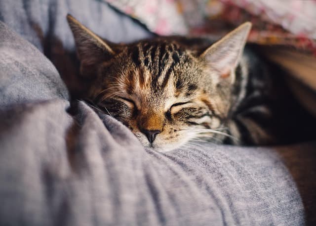 Guide pratique pour améliorer le confort des animaux vieillissants