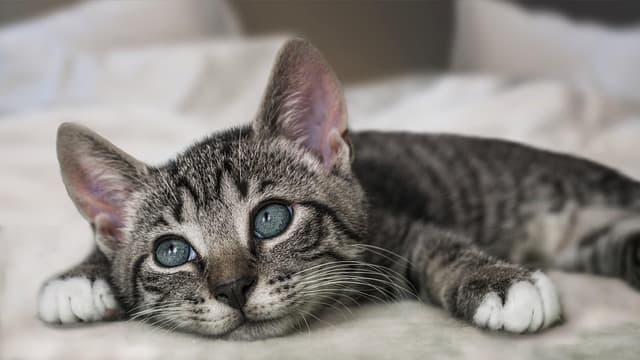 Comment améliorer le bien-être de votre animal âgé : 10 conseils essentiels