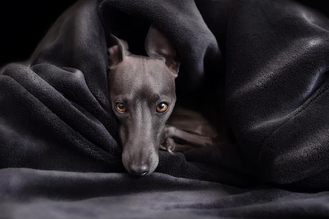 Comment renforcer le système immunitaire des animaux âgés