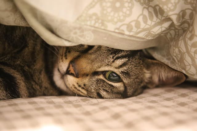 10 conseils pour soulager l'anxiété des animaux âgés