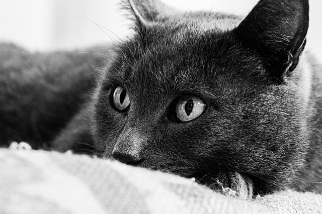 Les meilleurs aliments pour soutenir les animaux âgés