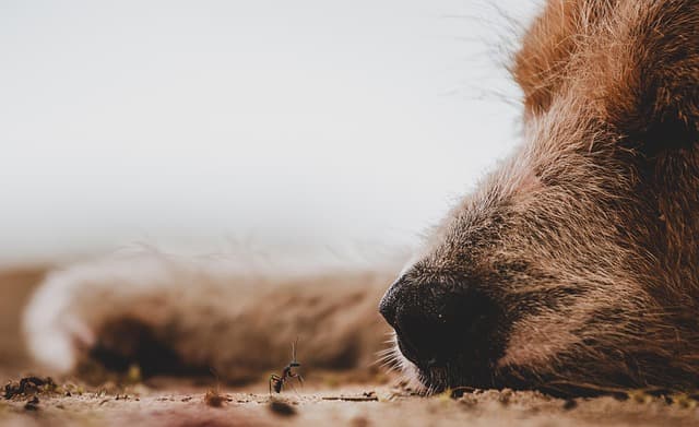 Comment identifier et traiter l'anxiété chez les animaux âgés