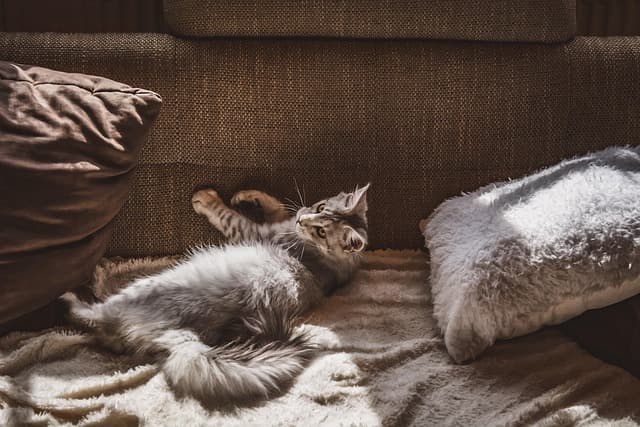 10 conseils pour améliorer le bien-être de votre animal vieux