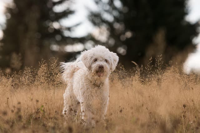 Les bienfaits de l'acupuncture pour animaux âgés