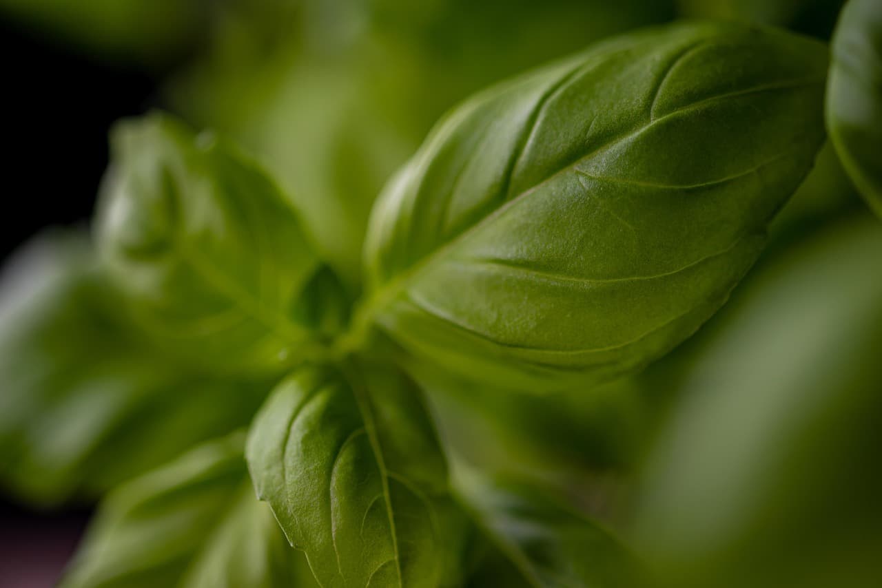 Comment choisir les meilleures herbes pour le bien-être des animaux vieux