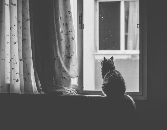 Comment soulager l'anxiété chez les animaux âgés : 7 techniques efficaces