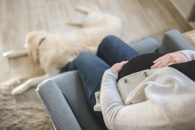 Les meilleures techniques de relaxation pour animaux âgés